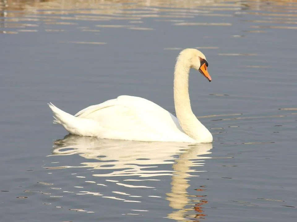 昆陽池公園