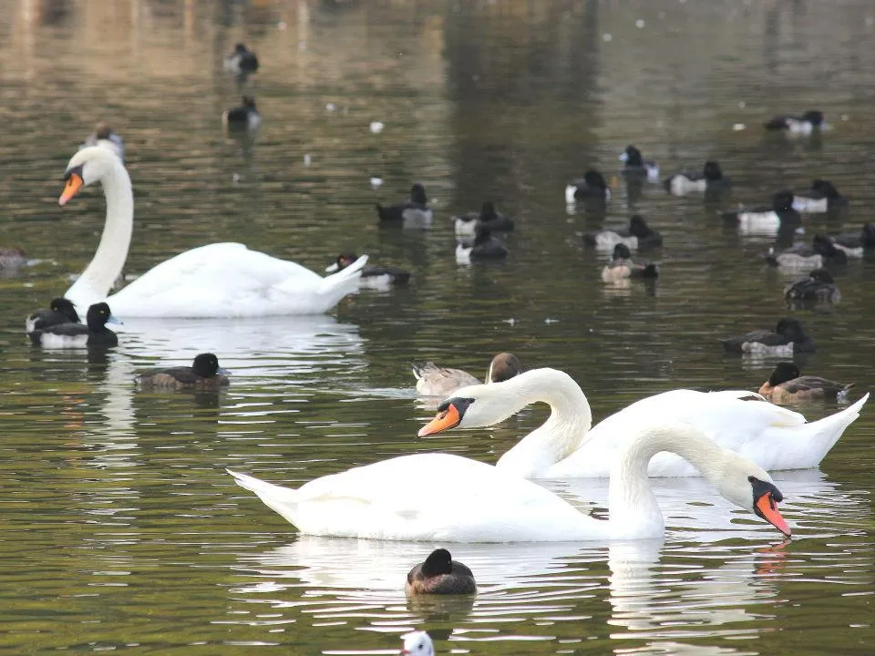 昆陽池公園