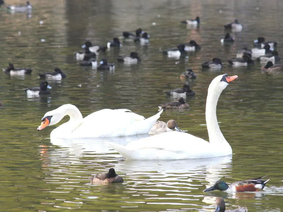 昆陽池公園