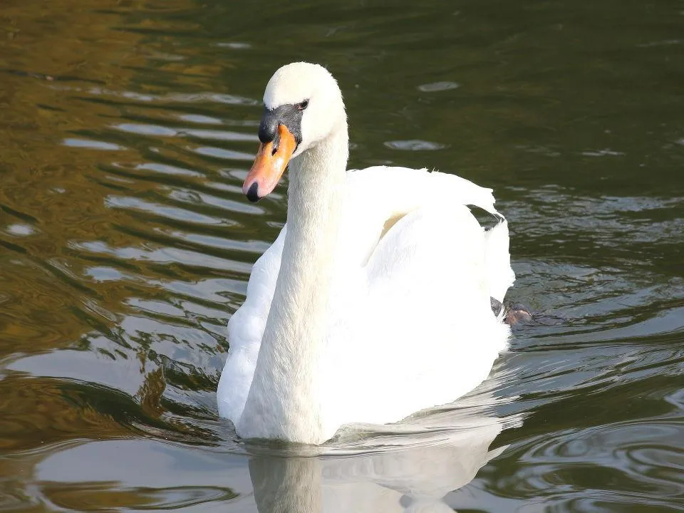 昆陽池公園