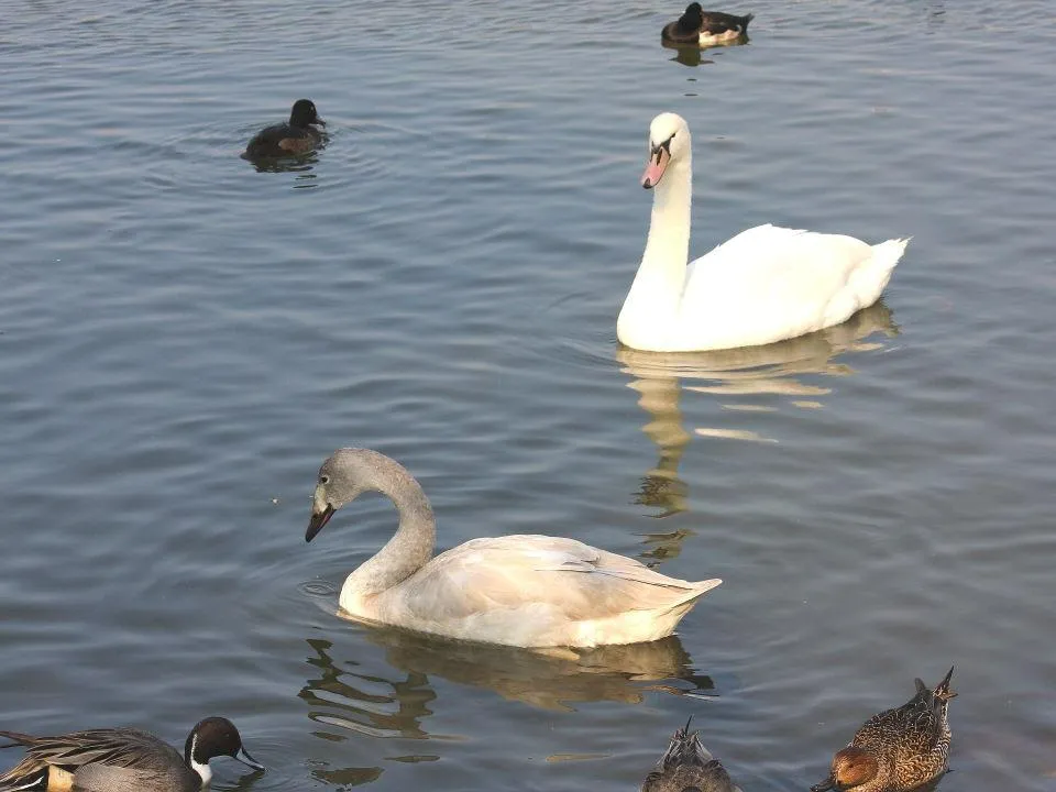 昆陽池公園