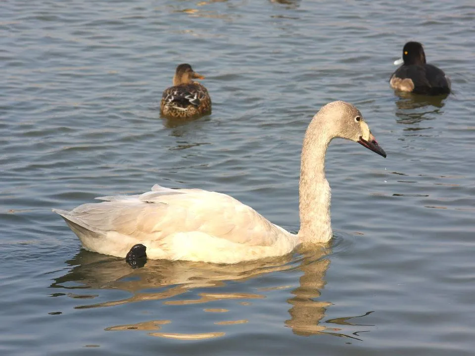 昆陽池公園