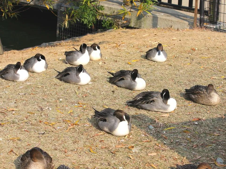 昆陽池公園