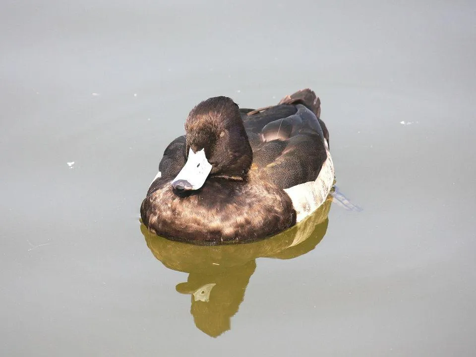 昆陽池公園