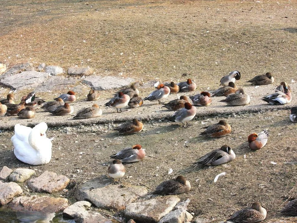 昆陽池公園