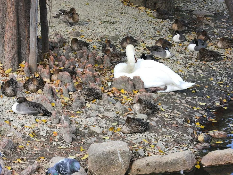 昆陽池公園