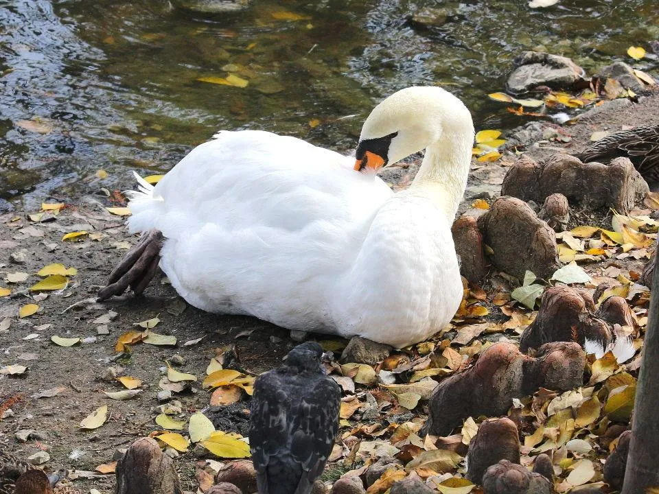 昆陽池公園