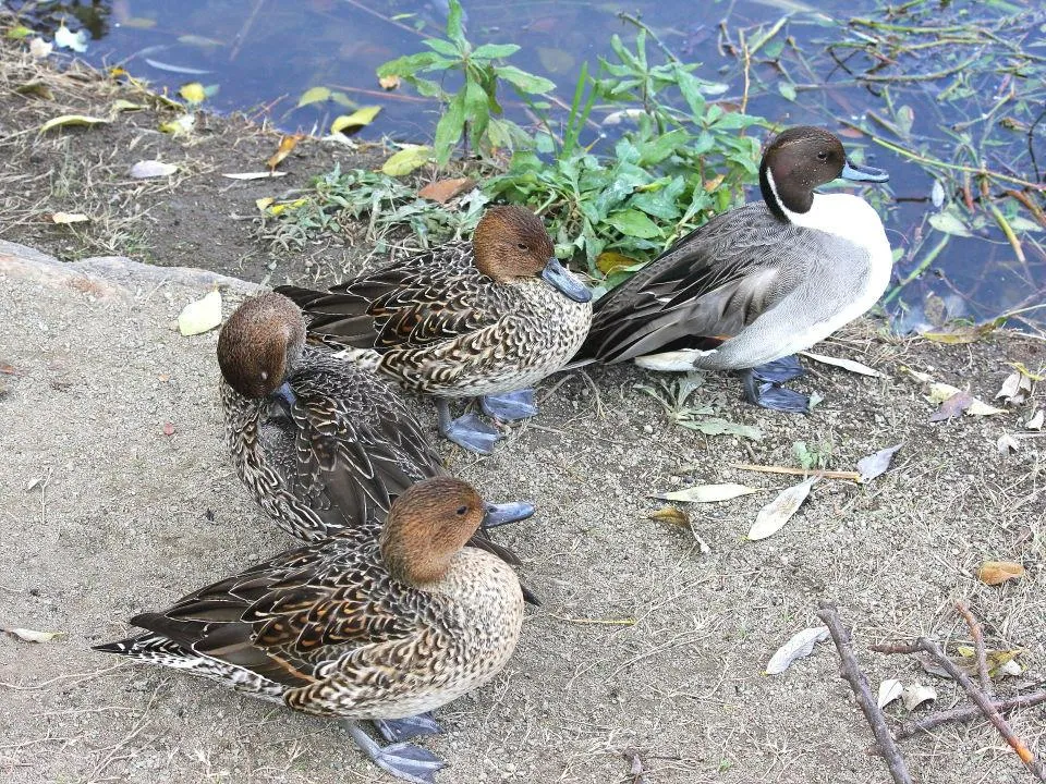 昆陽池公園