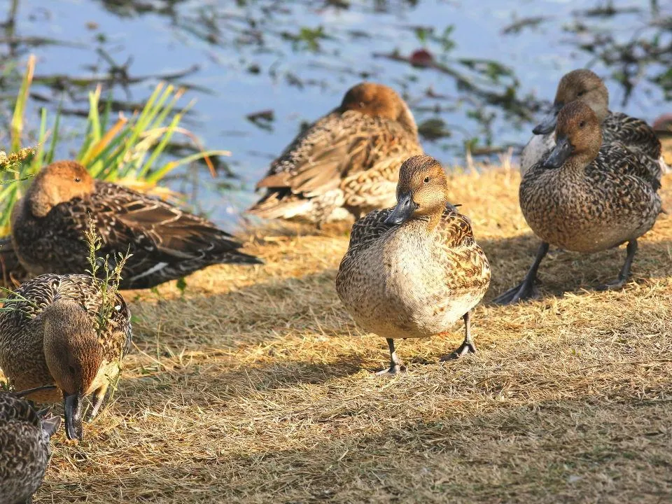 昆陽池公園