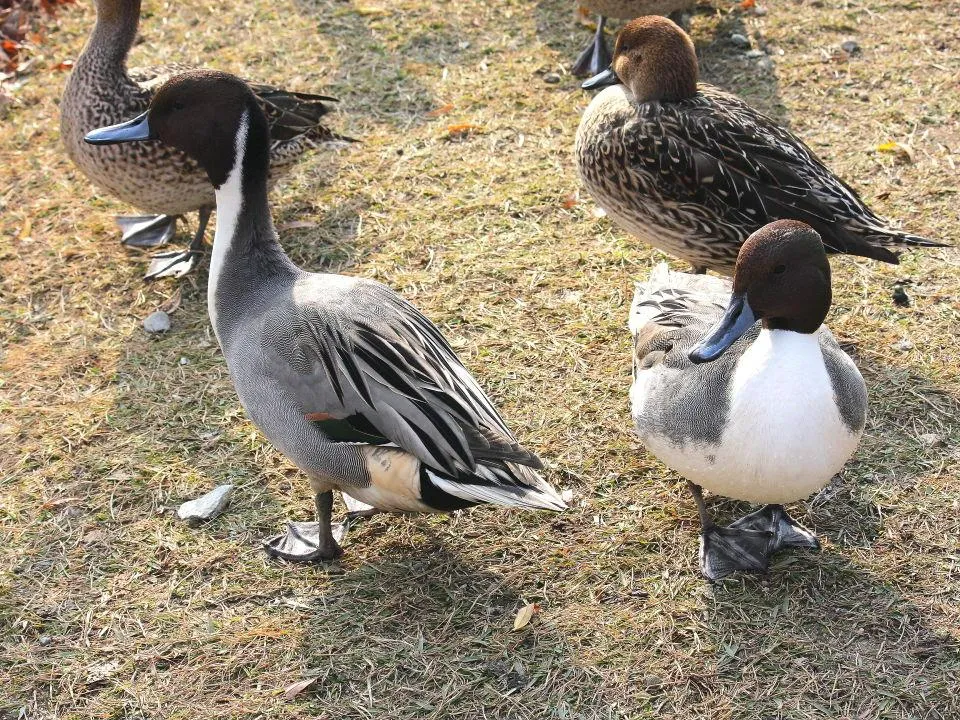 昆陽池公園