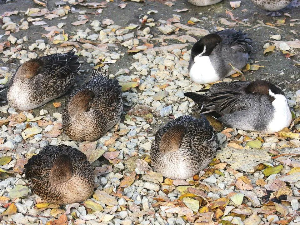 昆陽池公園