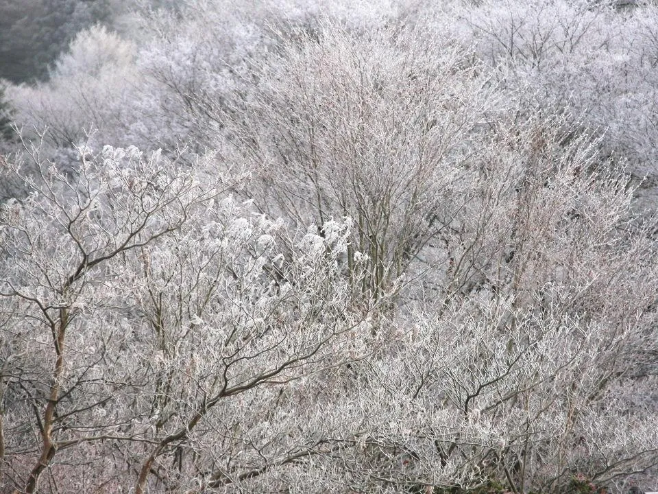 六甲山頂の雪景色