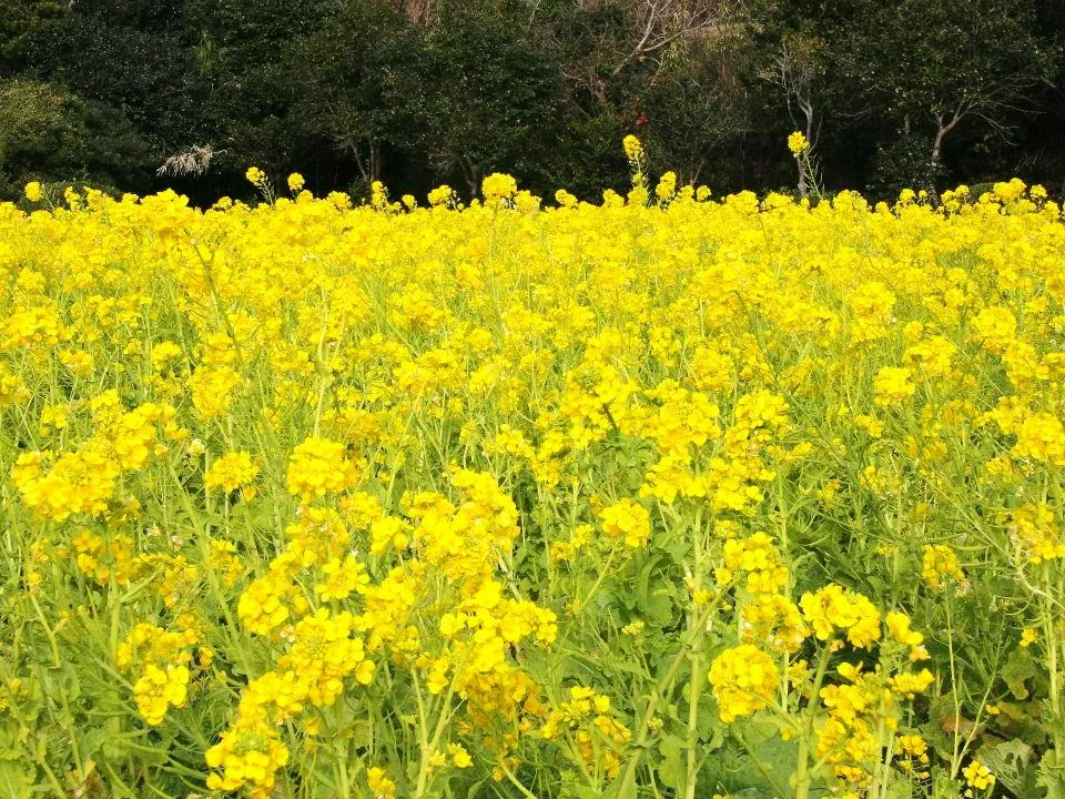 セイヨウアブラナ