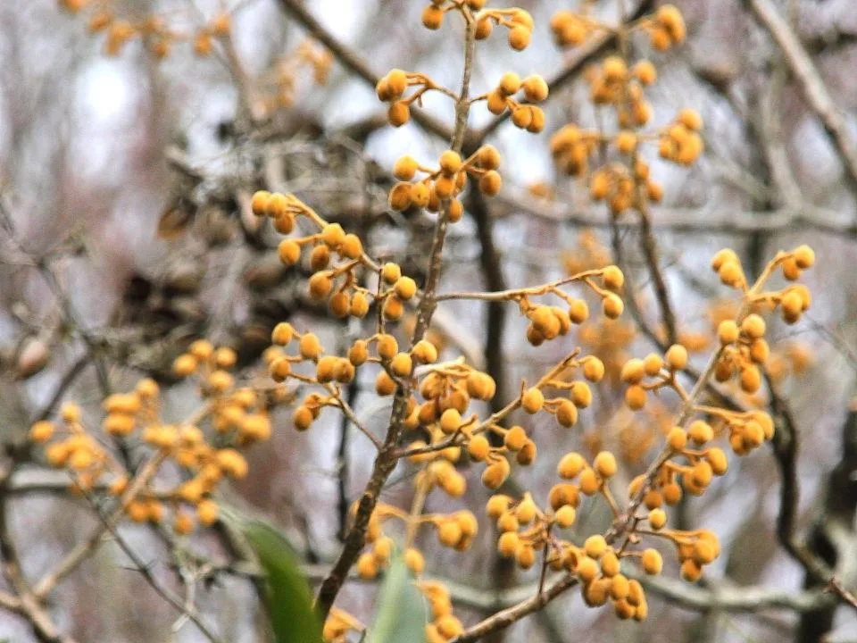 桐の花芽