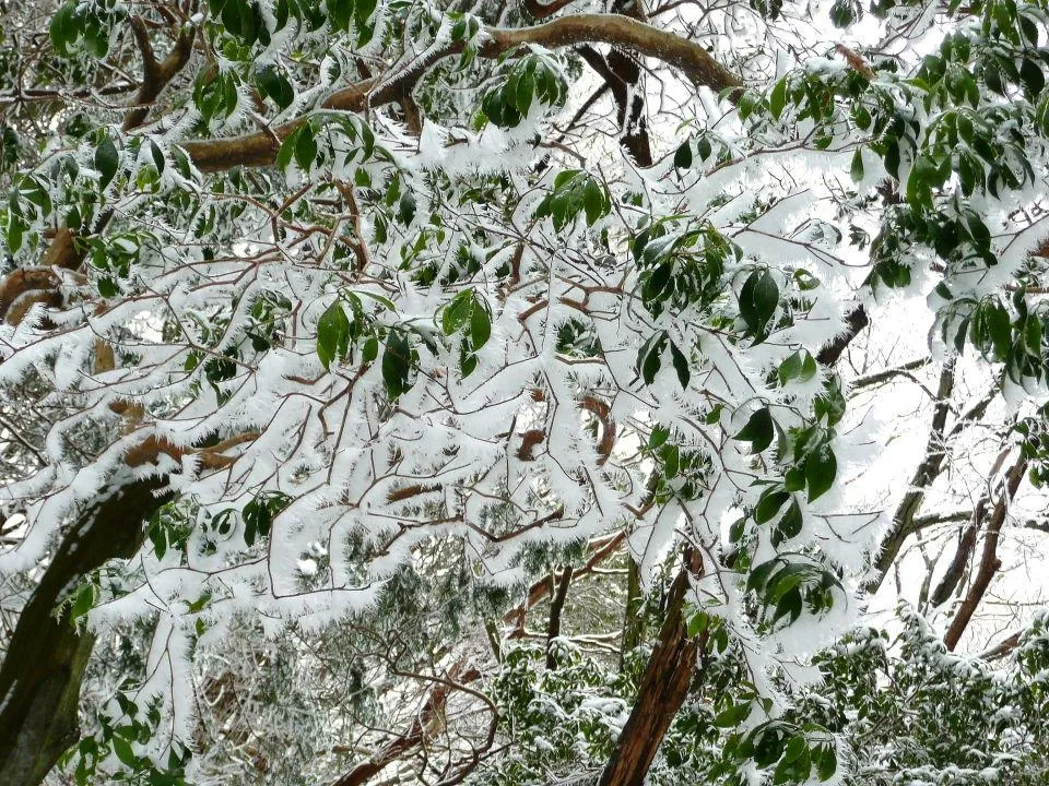 木の枝に成長した霧氷