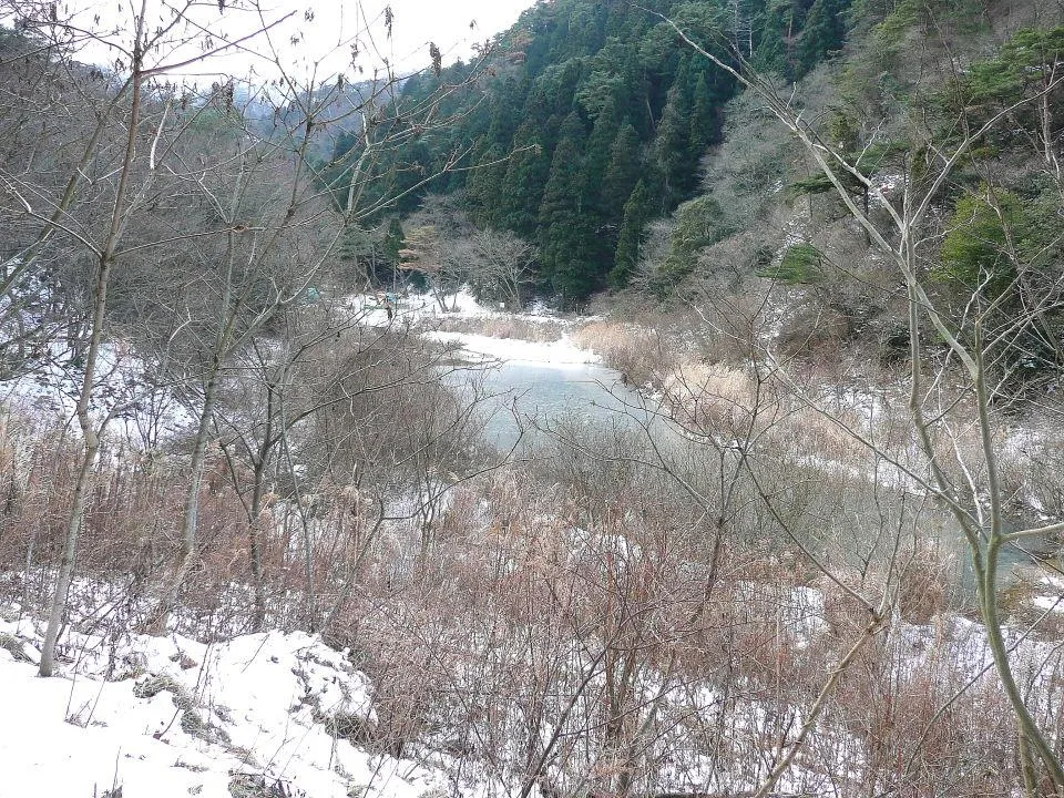 薄氷が張っている