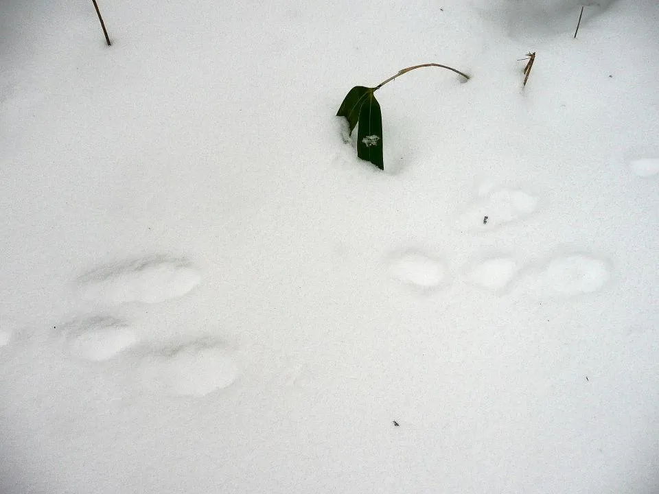 野うさぎの足あと