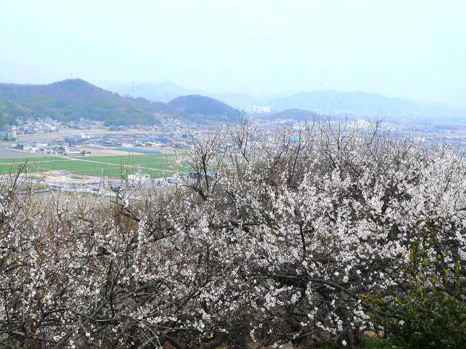 御津の町並