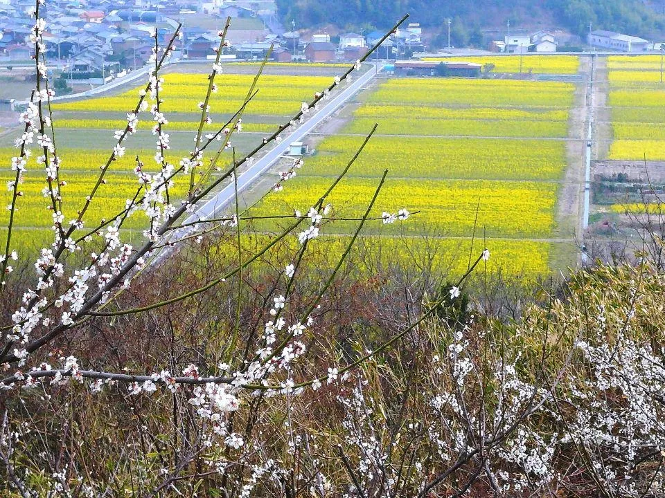 菜の花畑