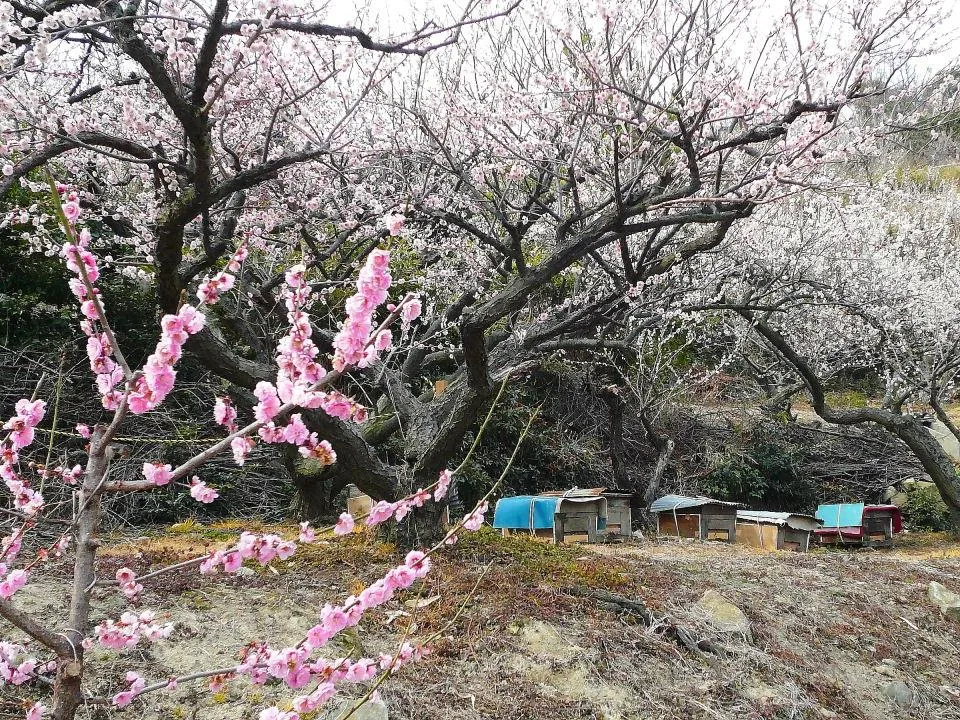 養蜂箱