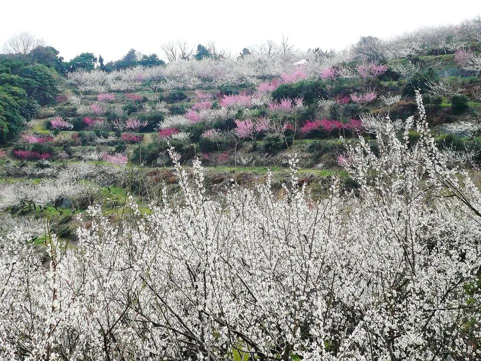 綾部山梅林