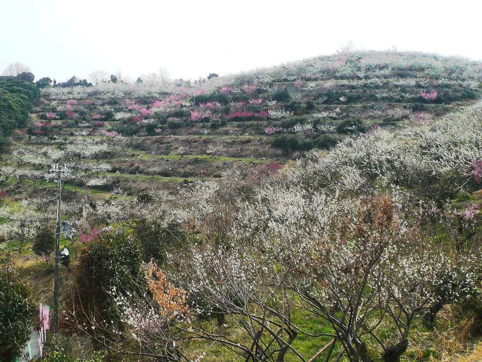 綾部山梅林