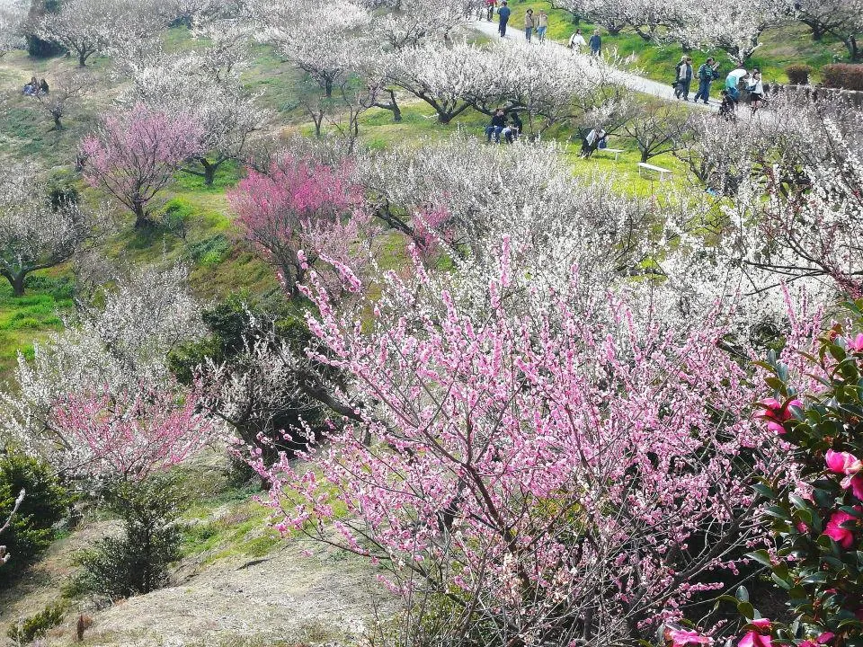 綾部山梅林