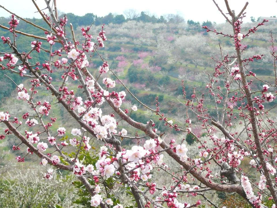 綾部山梅林