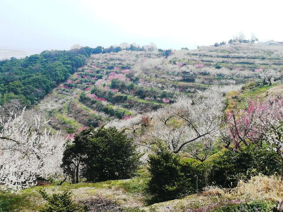 綾部山梅林