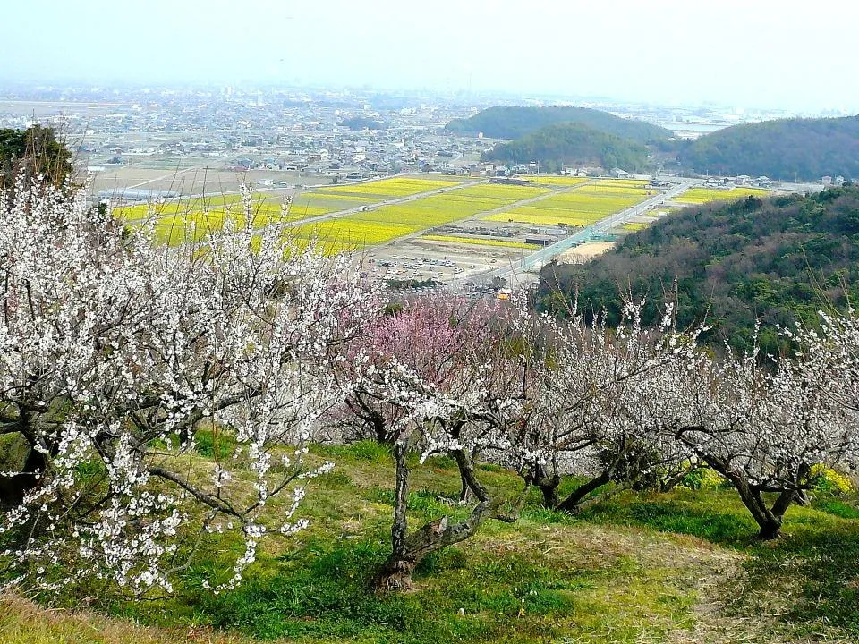 梅林越しに菜の花畑