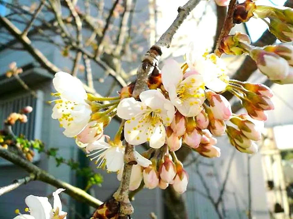 さくらんぼの花