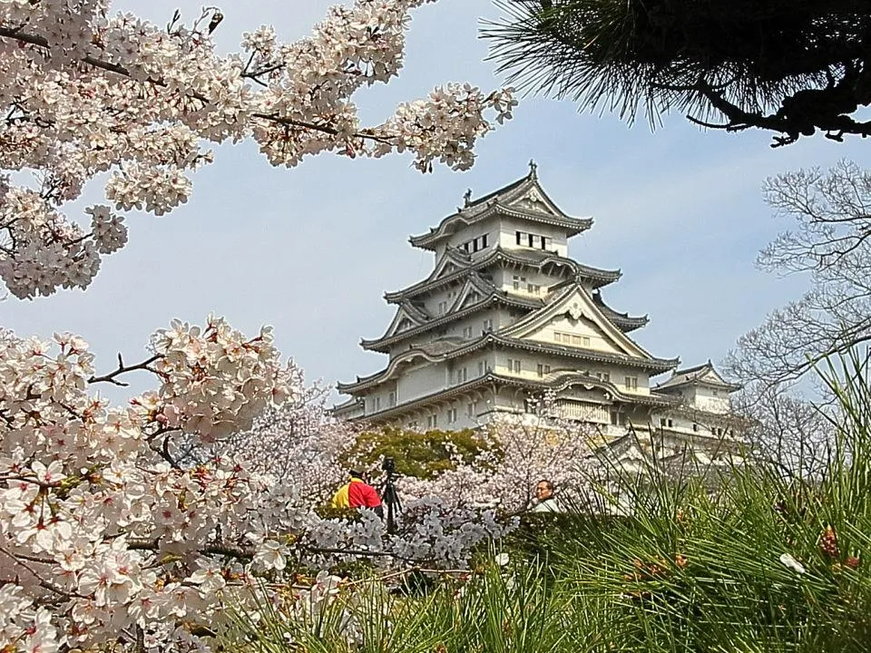 桜の姫路城