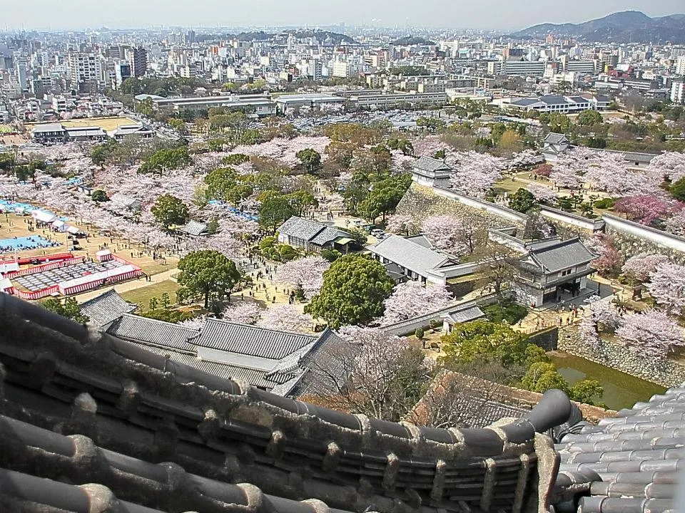 桜の姫路城