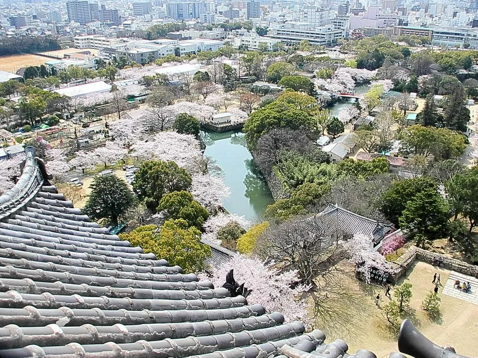 桜の姫路城