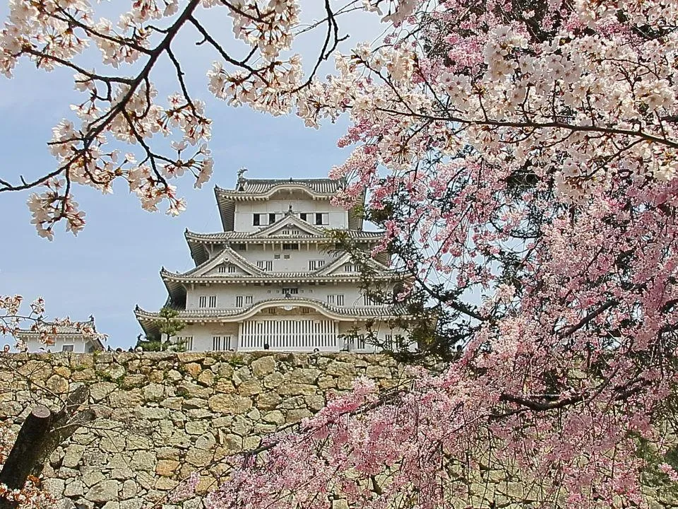 桜の姫路城