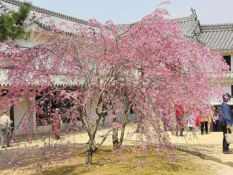 桜の姫路城