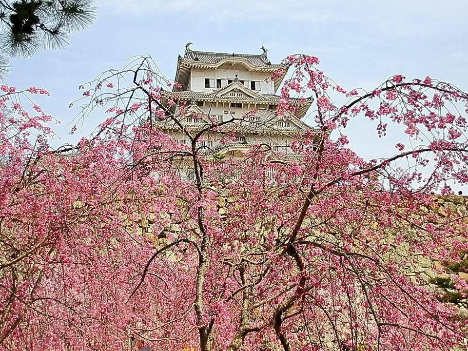 桜の姫路城