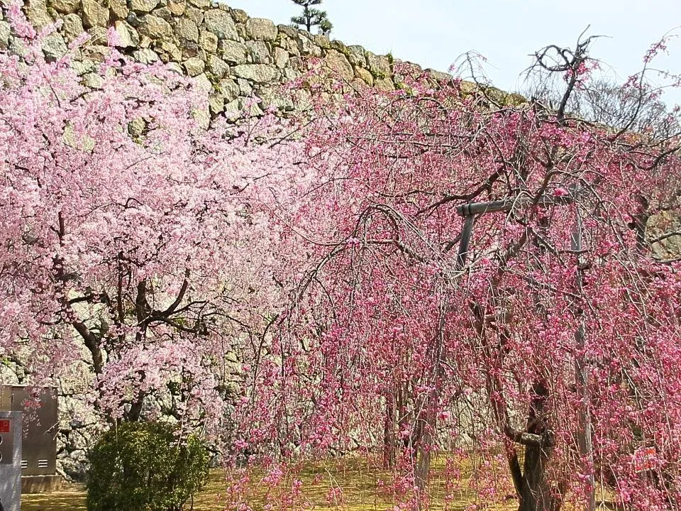 桜の姫路城