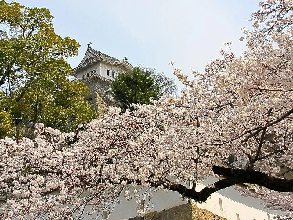 桜の姫路城