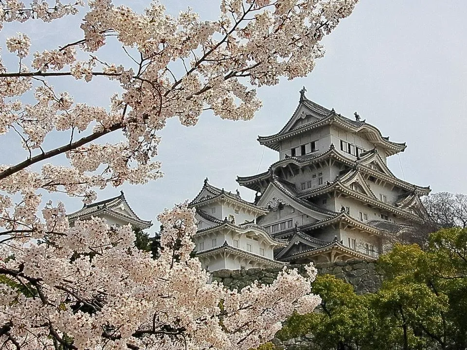 桜の姫路城