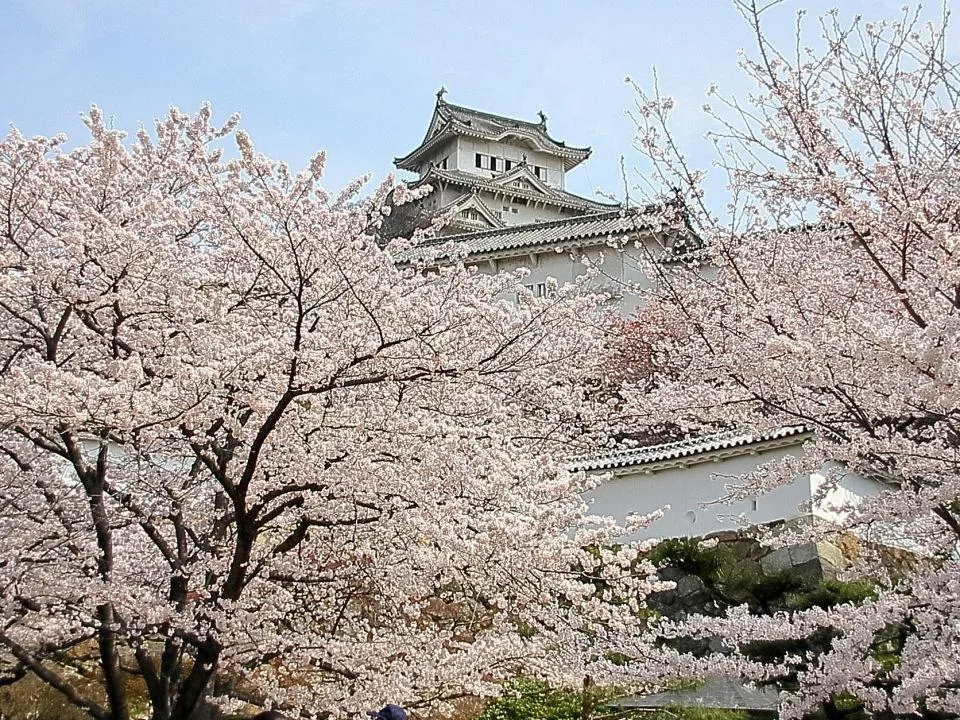 桜の姫路城