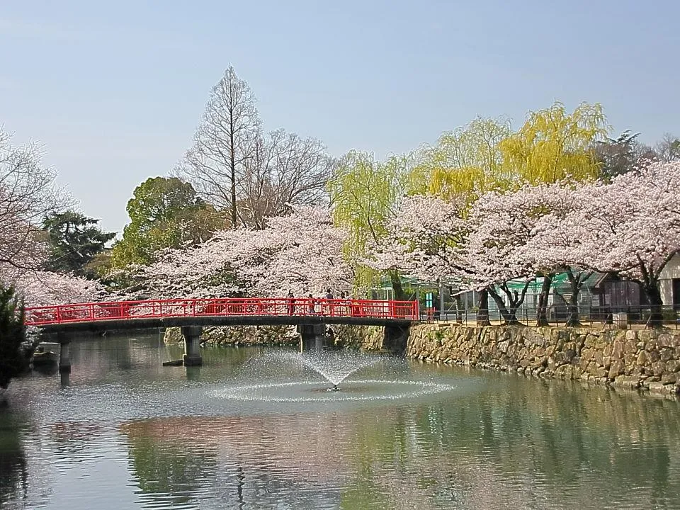 桜の姫路城