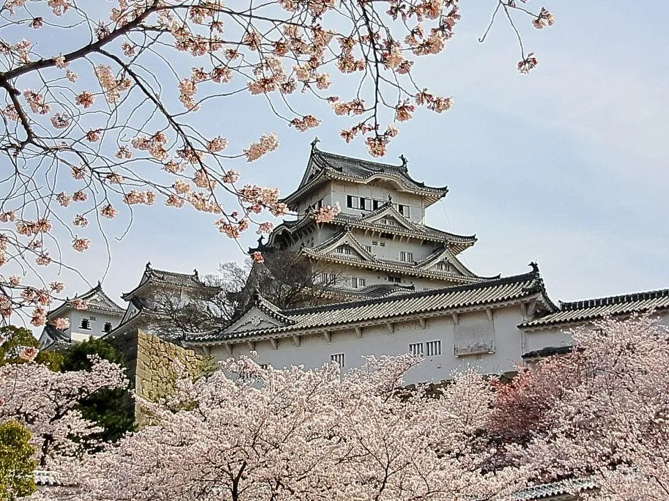 桜の姫路城