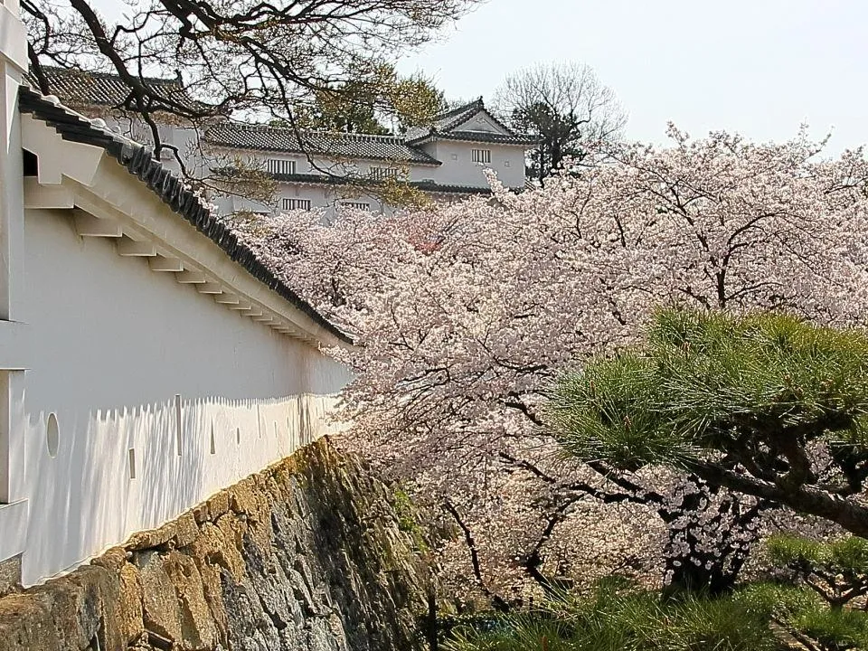 桜の姫路城