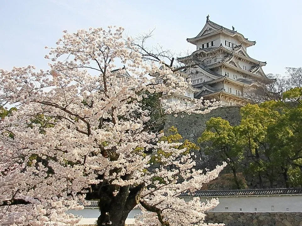 桜の姫路城