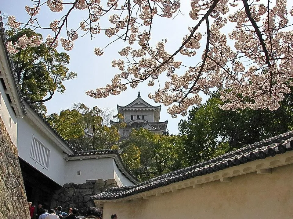 桜の姫路城