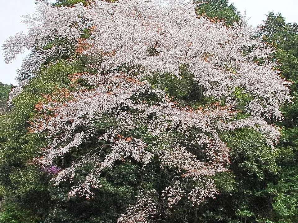 達身寺の桜