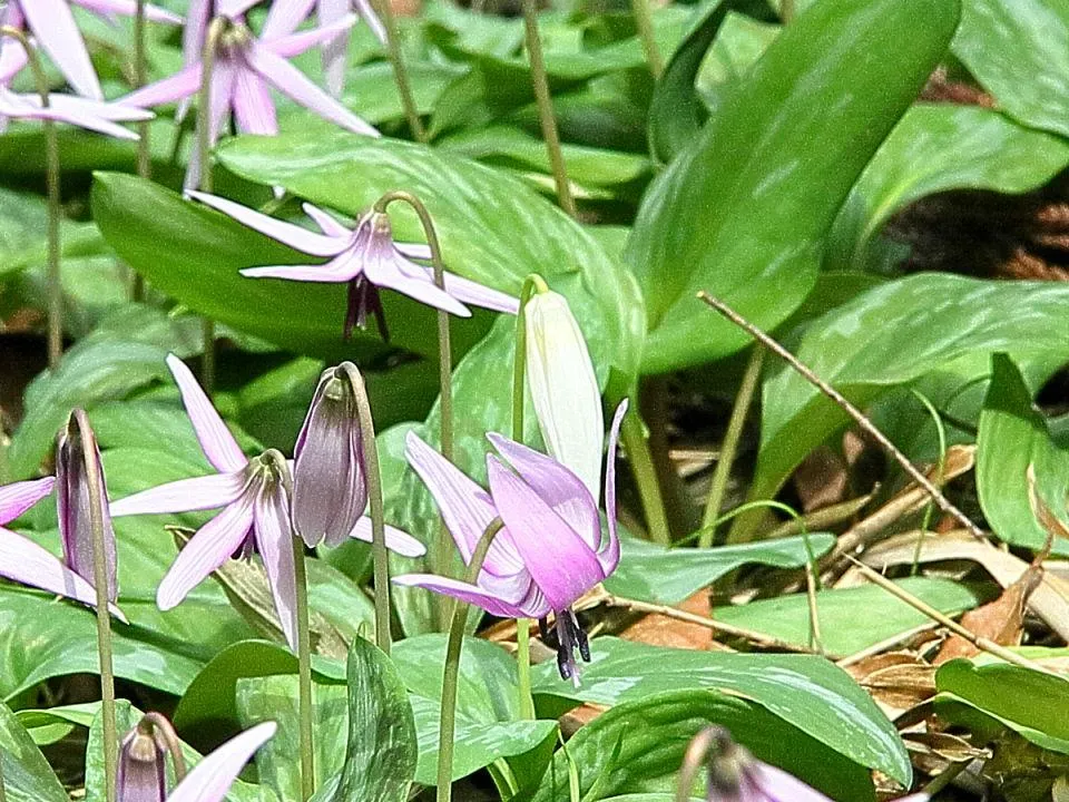 カタクリ（白花）