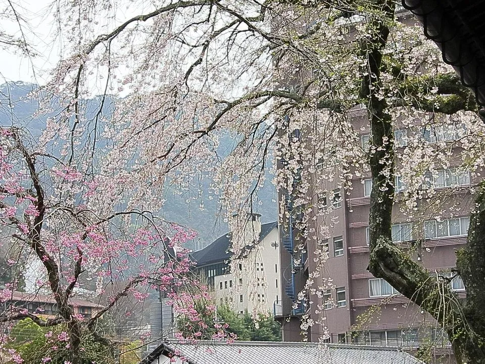 有馬善福寺のイトザクラ