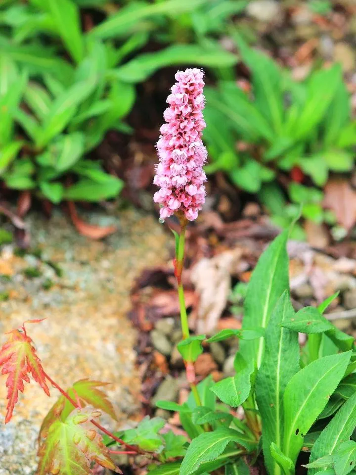 ヒマラヤのタデ科の花